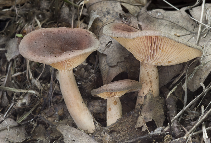 Lactarius subumbonatus